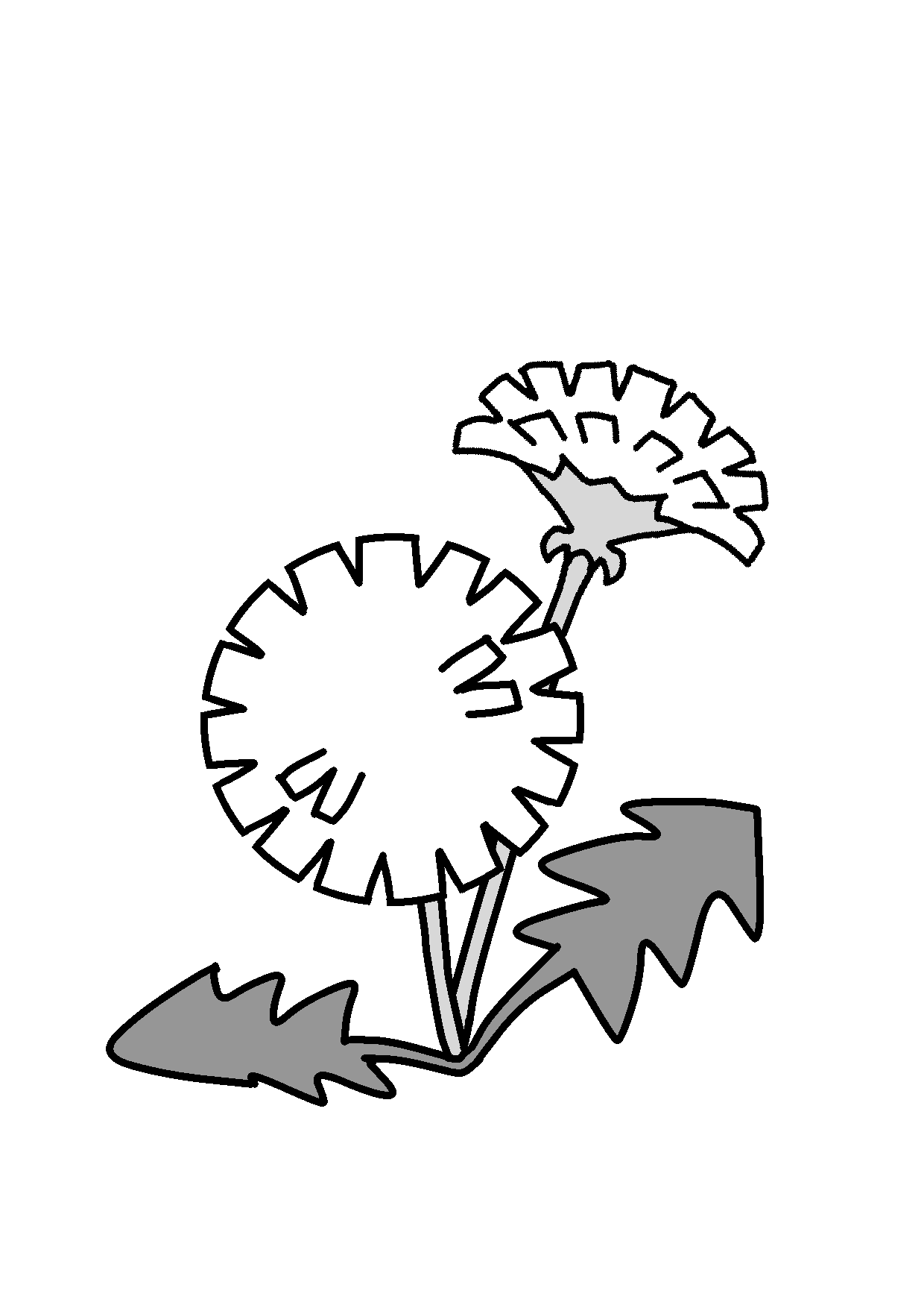 イラスト素材たんぽぽ